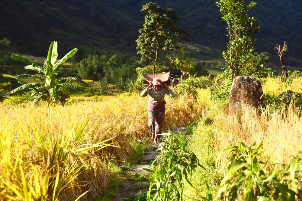 A Naga woman is seen returning from field after harvesting rice recently at Khonoma village under Kohima district. According to the Nagaland Economic Survey 2016-17, Nagaland State faces a major challenge to make adequate food resources available to meet the growing demand of its people. (Morung Photo)